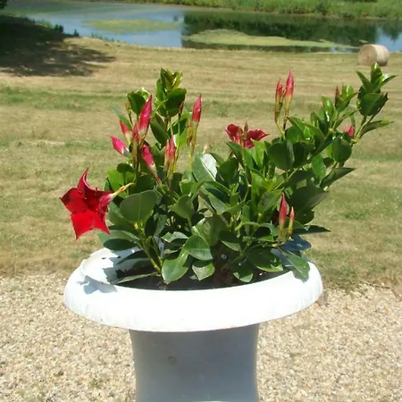 Du Chateau De La Caloterie Feriehus La Calotterie